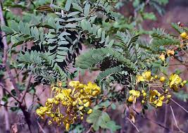 15 Medicinal Health Benefits Of Avaram Senna (Senna auriculata)