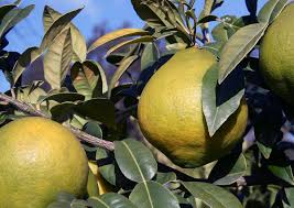 21 Medicinal Health Benefits of Citrus macroptera (Khasi Papeda)