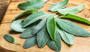 The Health Benefits of Sage Tea