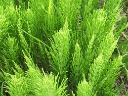 10 Medicinal Health Benefits of Equisetum arvense (Horsetail)