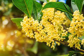 11 Medicinal Health Benefits of Sweet Osmanthus (Osmanthus Fragrans)