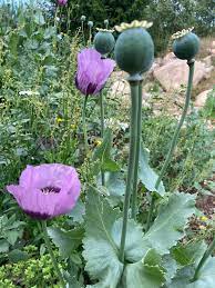 Health Benefits and Side Effects of Opium Poppy (Papaver Somniferum) Health Benefits and Side Effects of Opium Poppy (Papaver Somniferum)
