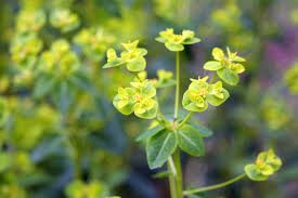 22 Medicinal Health Benefits Of Euphorbia pekinensis (Peking Spurge)