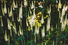 13 Health Benefits of Cohosh Plant