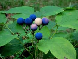 13 Health Benefits of Cohosh Plant