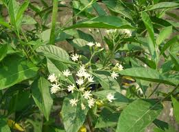 26 Medicinal Health Benefits Of Gymnanthemum extensum (Bai Zhan Cao)