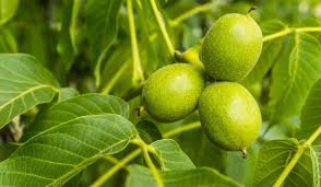 11Medicinal Health Benefits of Juglans regia (English walnut)