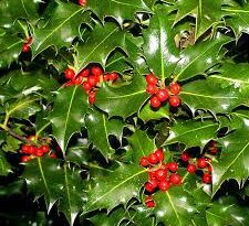 13 Medicinal Health Benefits of Ilex aquifolium (English Holly)