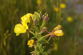 12 Medicinal Health Benefits Of Oenothera biennis (Evening Primrose)
