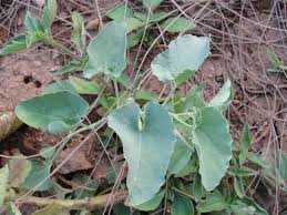 18 Medicinal Health Benefits Of Aristolochia bracteolata (Indian Birthwort)