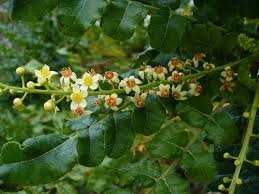 17 Medicinal Health Benefits Of Boswellia sacra (Frankincense)