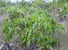 18 Medicinal Health Benefits of Antiaris (African Poisonwood)