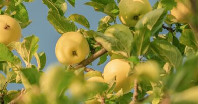 How To Grow Apple Trees