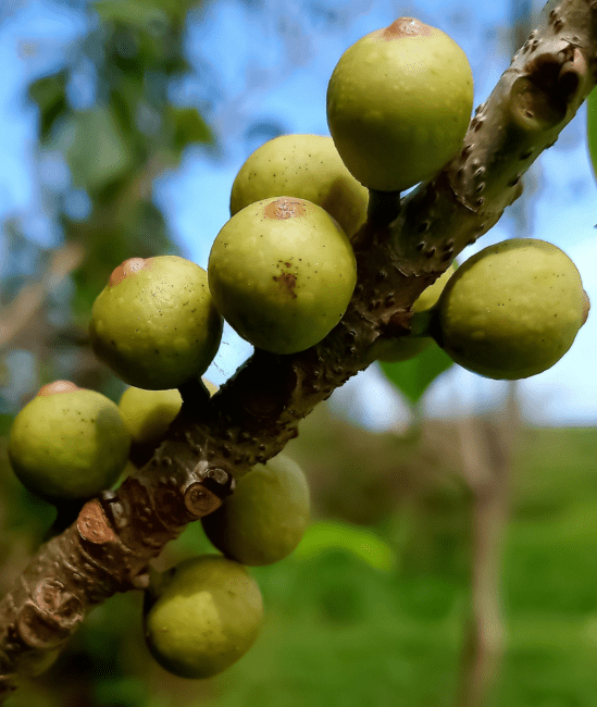 10 Medicinal Health Benefits of Ficus religiosa (Sacred Fig) 10 Medicinal Health Benefits of Ficus religiosa (Sacred Fig)