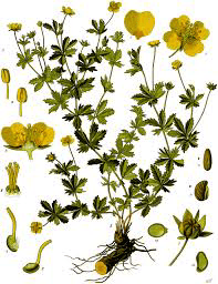 10 Medicinal Health Benefits of Potentilla erecta (Tormentil) 10 Medicinal Health Benefits of Potentilla erecta (Tormentil)
