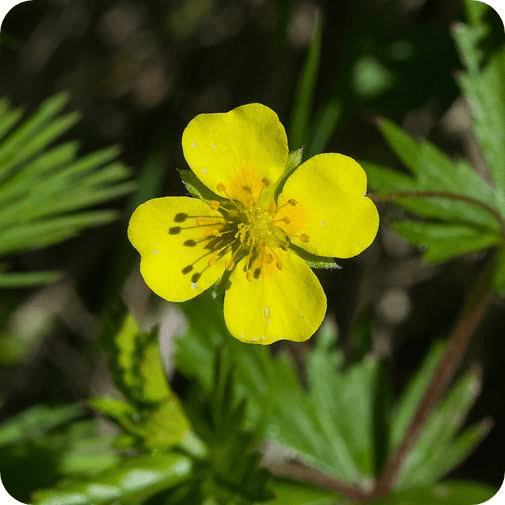 10 Medicinal Health Benefits of Potentilla erecta (Tormentil) 10 Medicinal Health Benefits of Potentilla erecta (Tormentil)