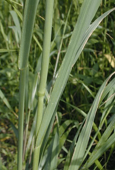 15 Medicinal Health Benefits of Phleum pratense (Timothy grass) 15 Medicinal Health Benefits of Phleum pratense (Timothy grass)