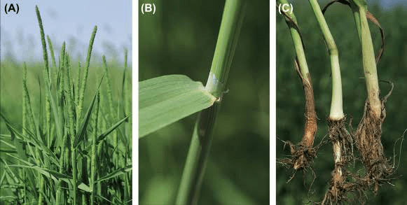 15 Medicinal Health Benefits of Phleum pratense (Timothy grass) 15 Medicinal Health Benefits of Phleum pratense (Timothy grass)