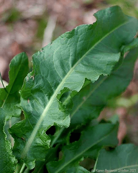 15 Medicinal Health Benefits of Rumex crispus (Yellow Dock)