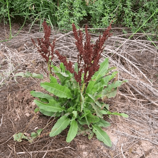 15 Medicinal Health Benefits of Rumex crispus (Yellow Dock)