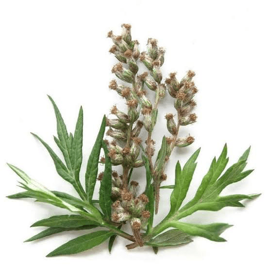 15 Medicinal Health Benefits of Artemisia vulgaris (Mugwort)