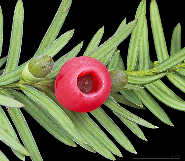 12 Medicinal Health Benefits of Taxus baccata (European yew)