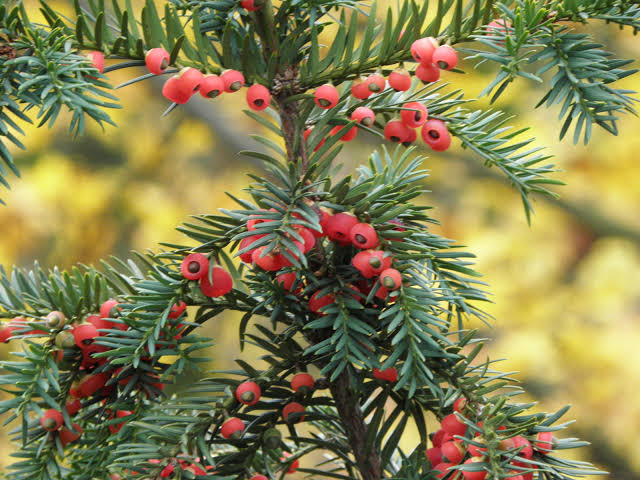 12 Medicinal Health Benefits of Taxus baccata (European yew)