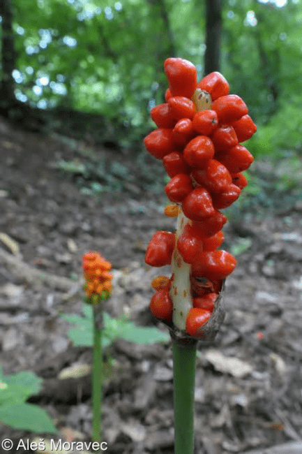 13 Medicinal Health Benefits of Arum cylindraceum (tuberous wild calla)