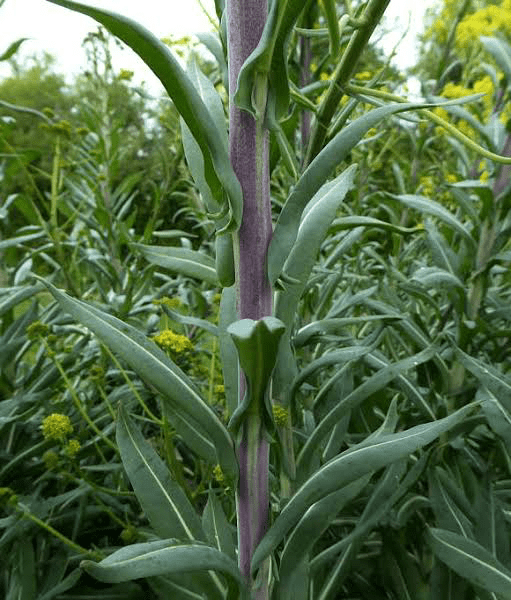 19 Medicinal Health Benefits of Isatis tinctoria (Woad)