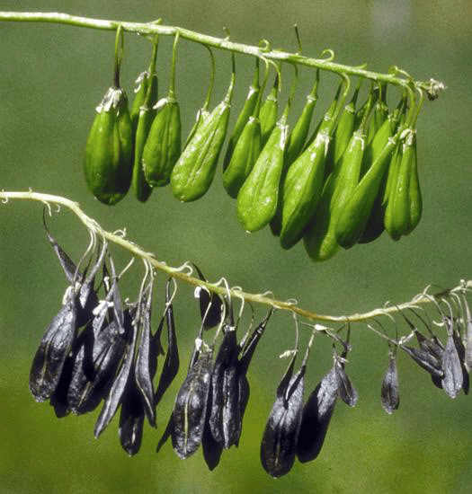 19 Medicinal Health Benefits of Isatis tinctoria (Woad)