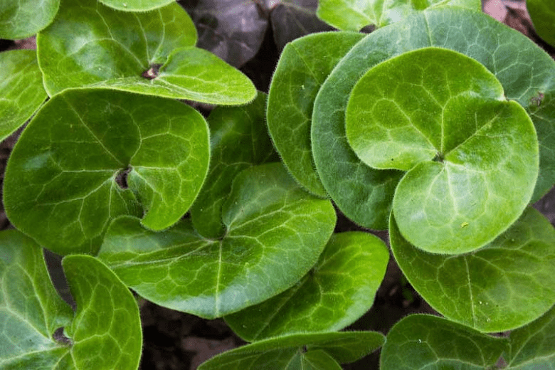 16 Medicinal Health Benefits of Asarum europaeum (European wild ginger)