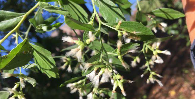 18 Medicinal Health Benefit Of Baccharis halimifolia (Groundsel Bush)