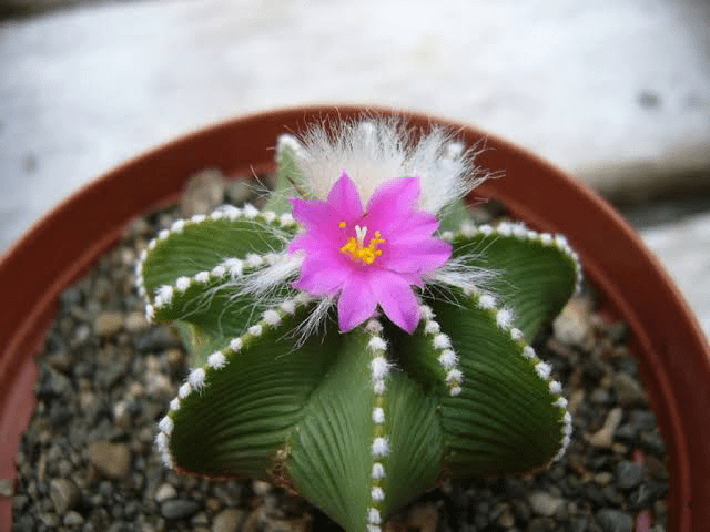 8 Medicinal Health Benefit Of Aztekium (Aztec cactus)