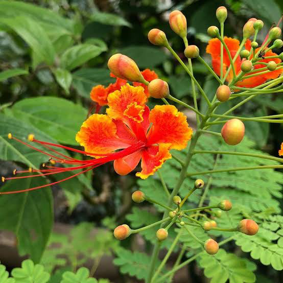 15 Medicinal Health Benefit Of Caesalpinia pulcherrim (Pride of Barbados)