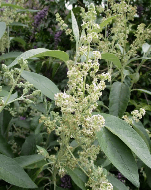 18 Medicinal Health Benefits Of Buddleja cordata (Heart-leaved Butterfly Bush) 18 Medicinal Health Benefit Of Buddleja cordata (Heart-leaved Butterfly Bush)