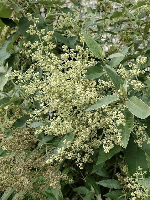 18 Medicinal Health Benefits Of Buddleja cordata (Heart-leaved Butterfly Bush) 18 Medicinal Health Benefit Of Buddleja cordata (Heart-leaved Butterfly Bush)