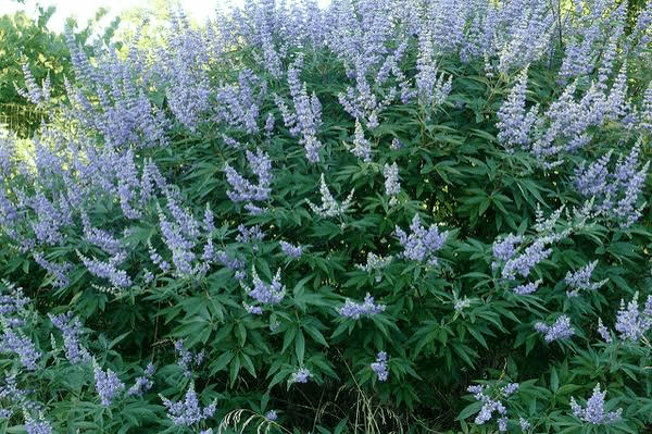 14 Medicinal Health Benefit Of Vitex agnus-castus (Chaste Tree)