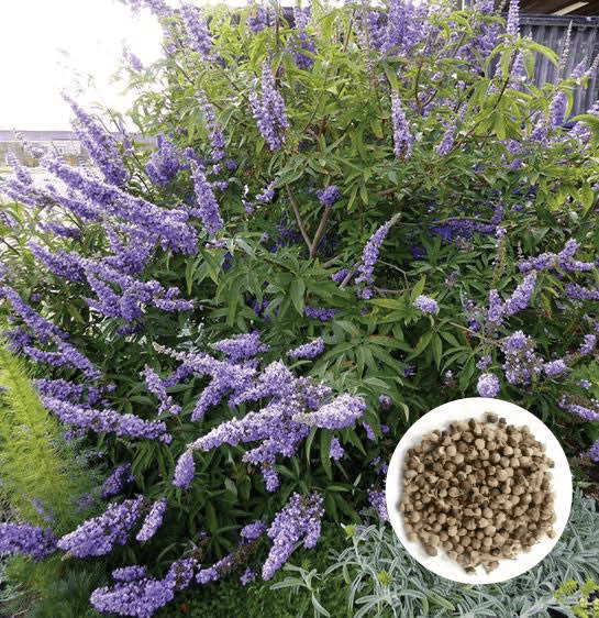 14 Medicinal Health Benefit Of Vitex agnus-castus (Chaste Tree)