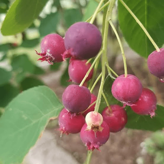 17 Medicinal Health Benefits Of Amelanchier canadensis (Canadian serviceberry)