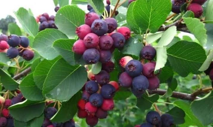 17 Medicinal Health Benefits Of Amelanchier canadensis (Canadian serviceberry)