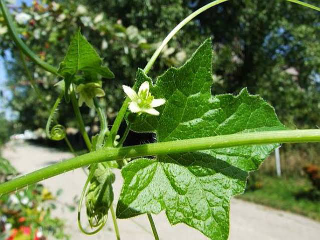 18 Medicinal Health Benefits of Bryonia dioica (White Bryony) 18 Medicinal Health Benefits of Bryonia dioica (White Bryony)