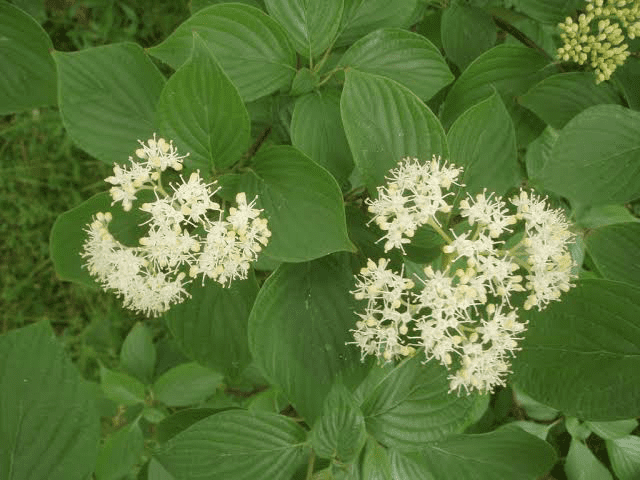 18 Medicinal Health Benefits Of Cornus alternifolia (Pagoda Dogwood)