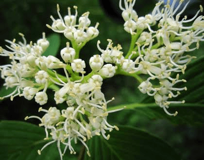 18 Medicinal Health Benefits Of Cornus alternifolia (Pagoda Dogwood)