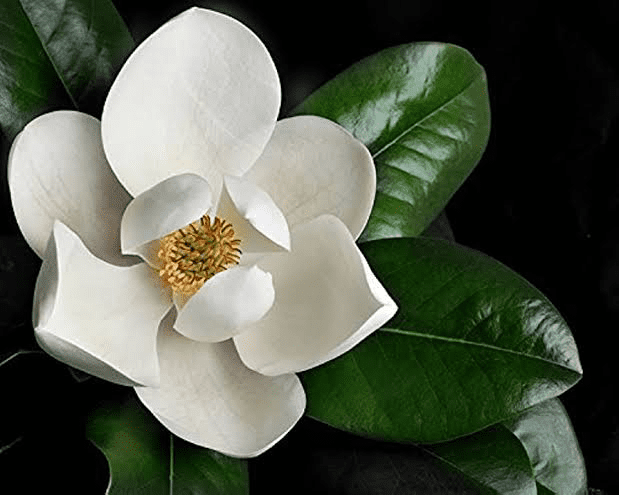 18 Medicinal Health Benefits Of Magnolia grandiflora (Southern Magnolia)