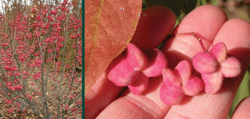 18 Bienfaits Médicinaux De Euonymus atropurpureus (Est Wahoo)