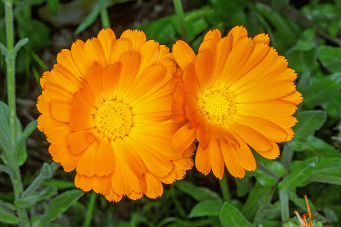 17 Medicinal Health Benefits of Calendula officinalis (Marigold) 17 Medicinal Health Benefits of Calendula officinalis (Marigold)
