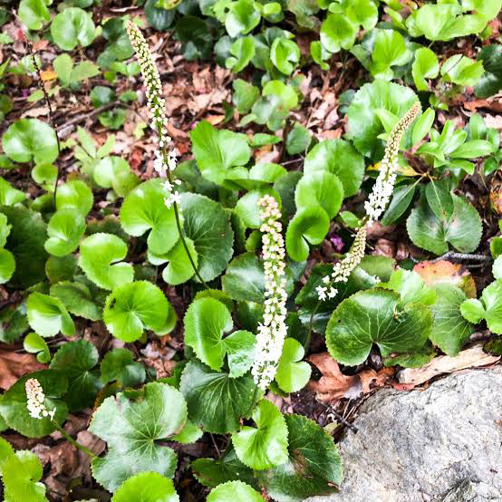 17 Medicinal Health Benefits Of Galax (Galax urceolata) 17 Medicinal Health Benefits Of Galax (Galax urceolata)