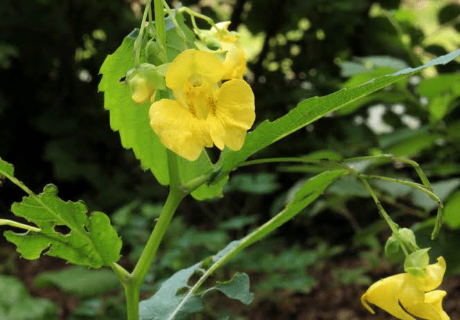 16 Medicinal Health Benefits Of Impatiens pallida (Pale Touch-Me-Not)