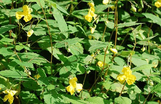 16 Medicinal Health Benefits Of Impatiens pallida (Pale Touch-Me-Not)