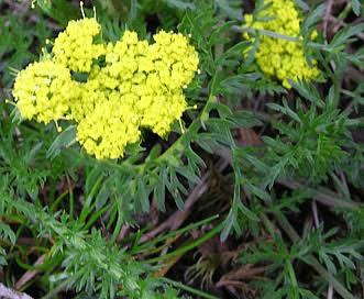 12 Medicinal Health Benefits Of Lomatium (Biscuit Root) - Agric4Profits